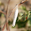 Pupa (Unknown)