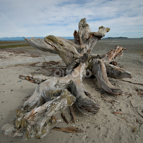 Driftwood by Janet Gilmour-Baker - Nature Up Close Other Natural Objects