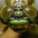 Dragonfly (emerging from its excuvia) 2