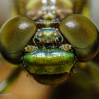 Dragonfly (emerging from its excuvia) 2