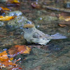 Eurasian blackcap (female)