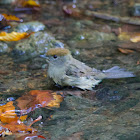 Eurasian blackcap (female)