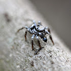 Jumping Spider eating an Ant