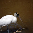 Wood Stork