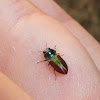 Jewel Beetle ♀