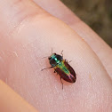 Jewel Beetle ♀