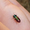 Jewel Beetle ♀