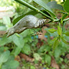 Common Mormon pupa