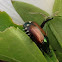 Japanese beetle.