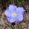Lino azul, Blue flax