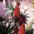 Aloes of Southern Africa