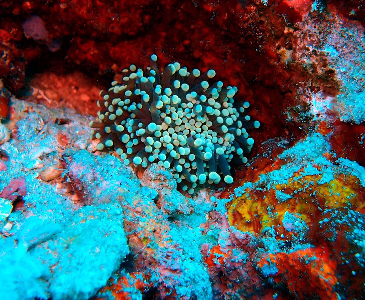Sun mushroom coral