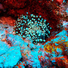 Sun mushroom coral