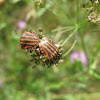 Heteroptera