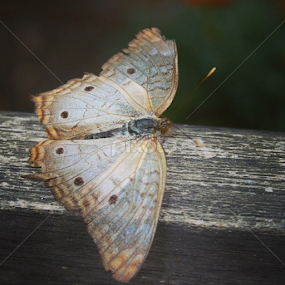Almost cammoed by Dianne Collins - Animals Insects & Spiders