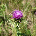 Milk thistle