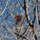 House wren  nest