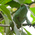 Largest chameleon