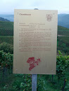 Weinlehrpfad - Chardonnay