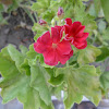 Scented geranium