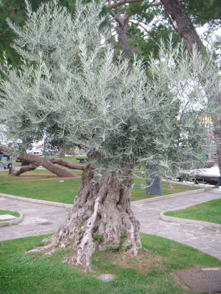 Olive Tree