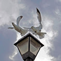 Ring-billed Gull