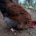 Styrian chicken