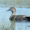 Gadwall Duck