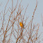 Western Meadowlark