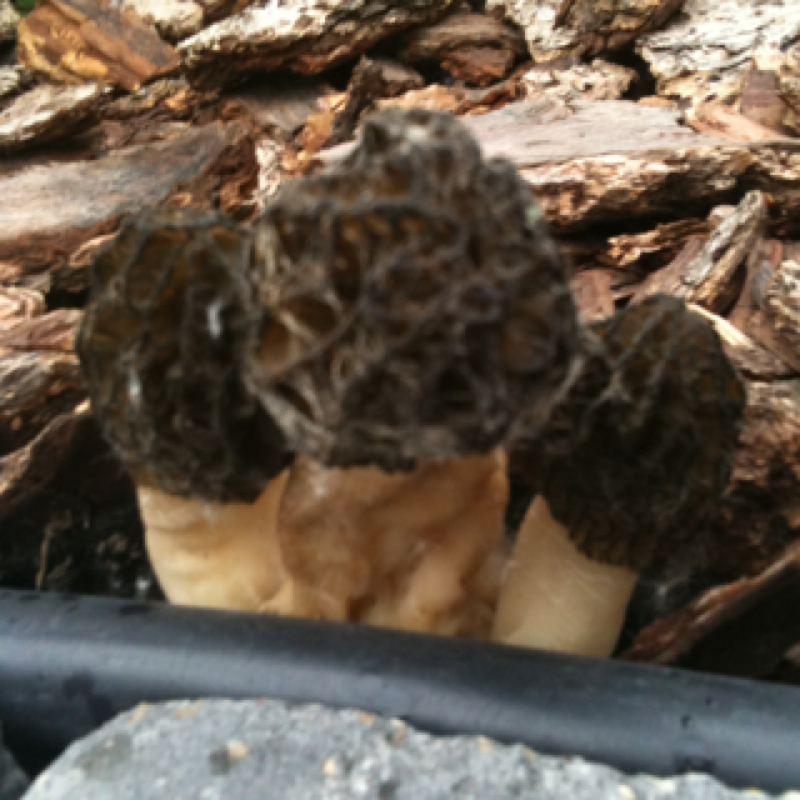 Black Morel