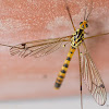 Crane fly