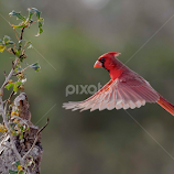 Cardinal Landing at the Texas Photo Ranch by Wade Grassedonio -  