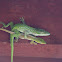 Cuban Green Anole