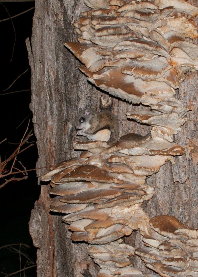 Northern Flying Squirrel