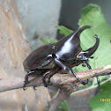 Rhinocerus Beetle