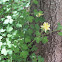 Yellow Columbine