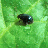 Blue flea leaf beetle