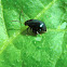 Blue flea leaf beetle
