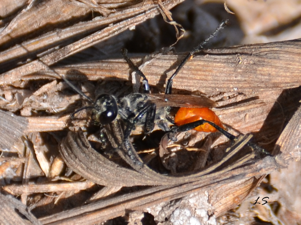 Sphecidae Wasp
