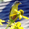 Lesser Gold Finch