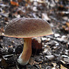 Red Cracking Bolete, immature