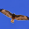Variable Hawk or Red-backed Hawk
