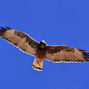 Variable Hawk or Red-backed Hawk