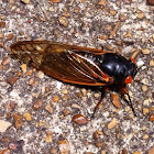 Periodical Cicada (13 year)