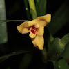 Maxillaria orchid