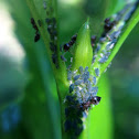 Ants and Aphids