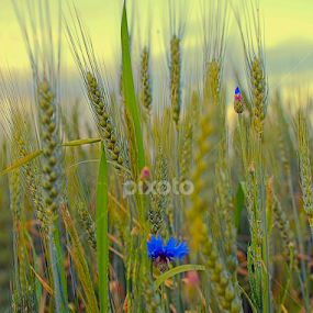by Branka Radmanić - Nature Up Close Leaves & Grasses