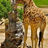 Kordofan Giraffe