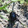 Forest dung beetle