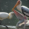 Painted Stork; Spot-billed pelican;Eurasian Spoonbill